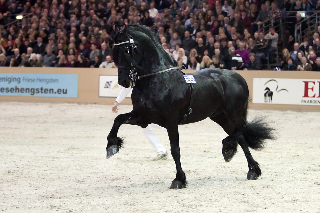 22 Year Old Friesian Stallion